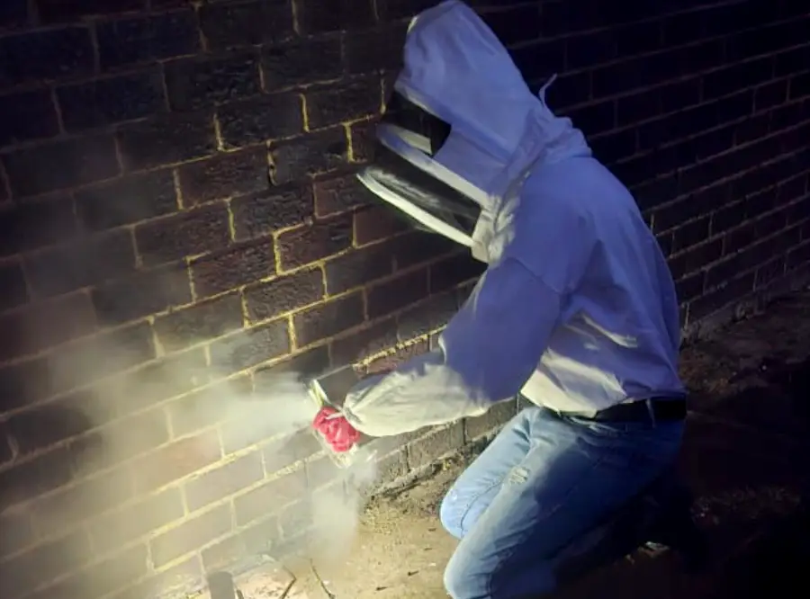 bee-removal